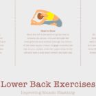 The Lower Back Exercises anatomy chart for clinics