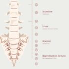 El Sistema Nervioso Autónomo
