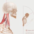 La Postura della Testa in Avanti