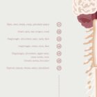The Spinal Nerves anatomy chart for clinics