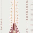 The Spinal Nerves anatomy chart for clinics