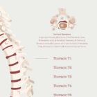 The Vertebral Column anatomy chart for clinics