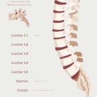 The Vertebral Column anatomy chart for clinics