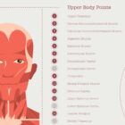L'ensemble de Points de Déclenchement Myofasciaux