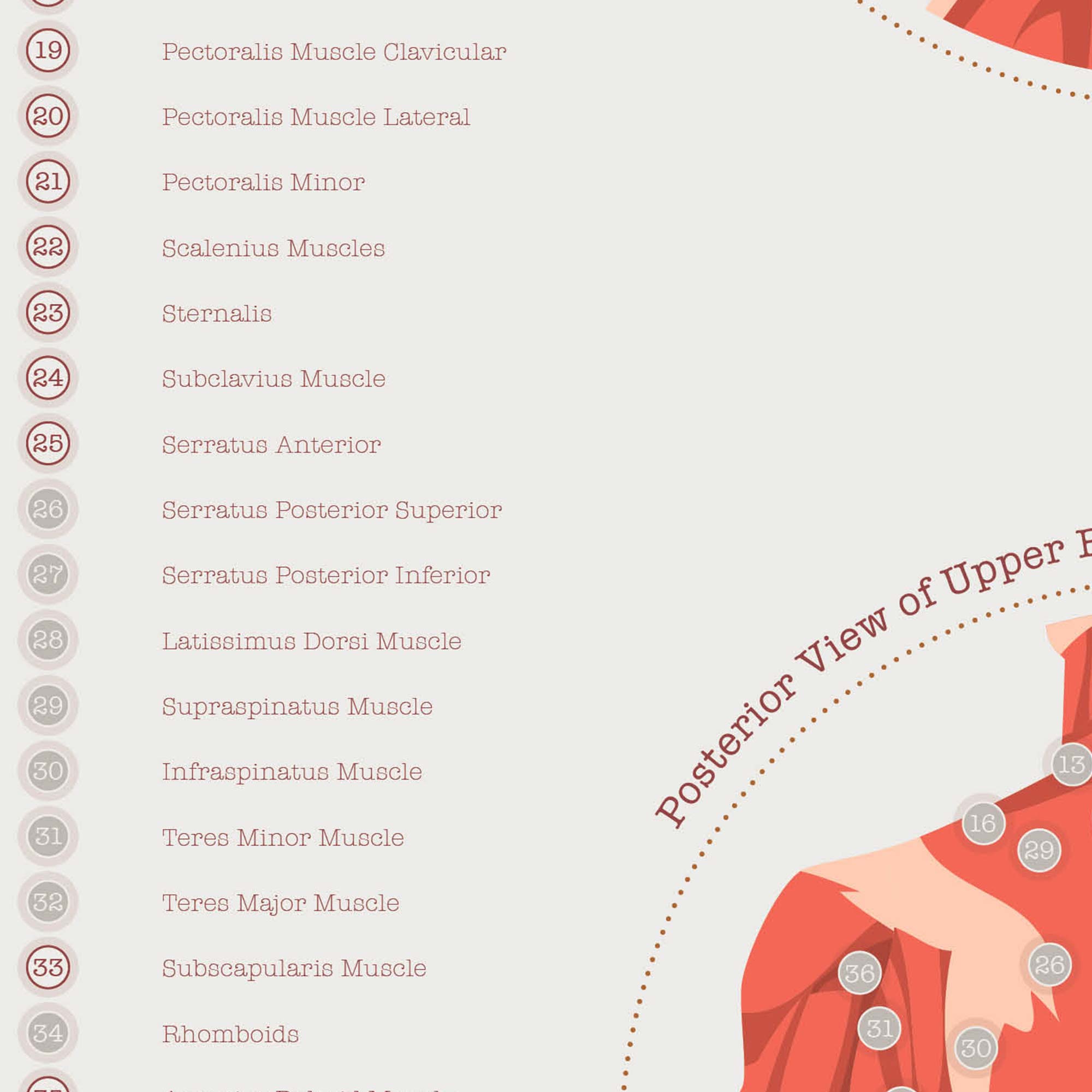 L'ensemble de Points de Déclenchement Myofasciaux