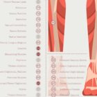 L'ensemble de Points de Déclenchement Myofasciaux