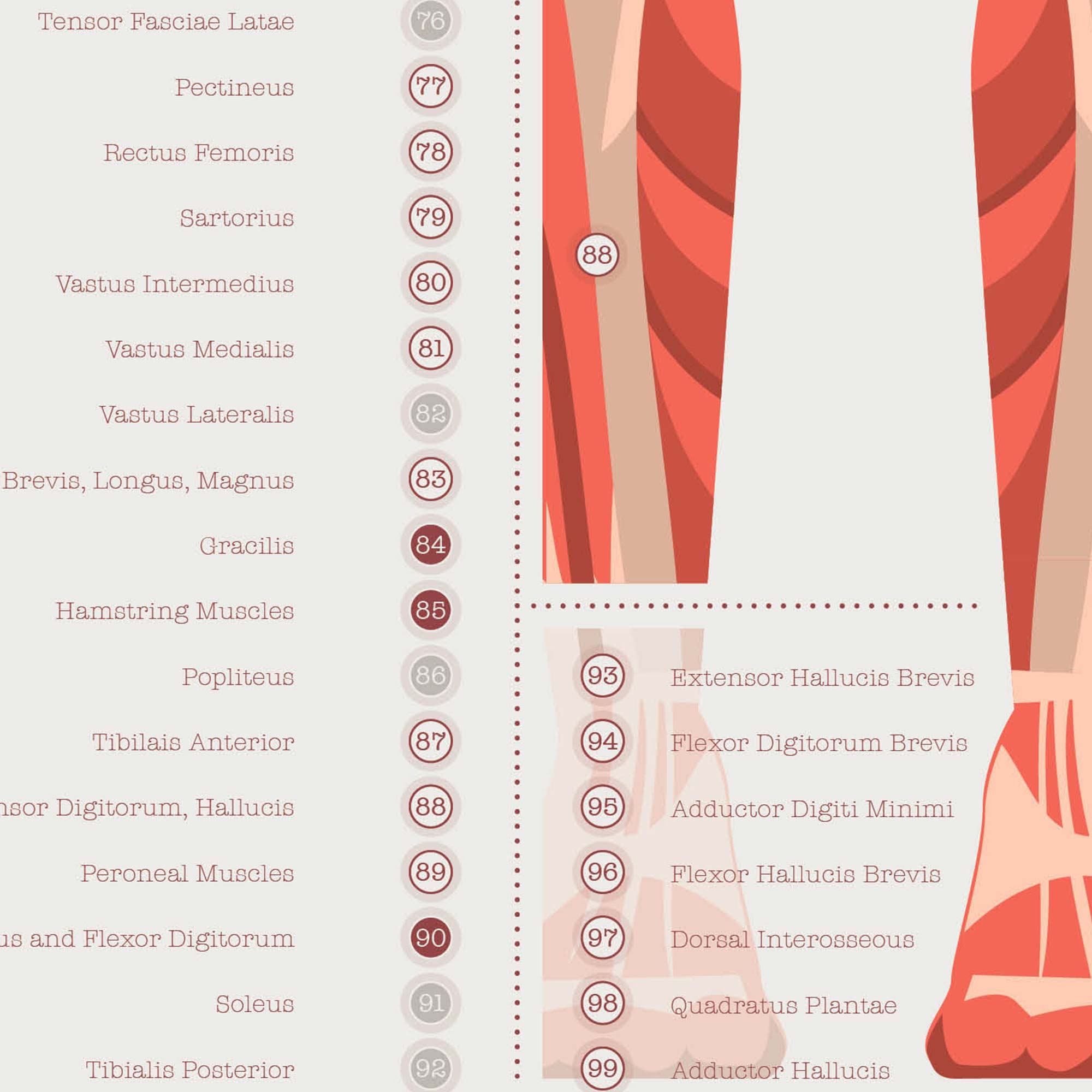 L'ensemble de Points de Déclenchement Myofasciaux