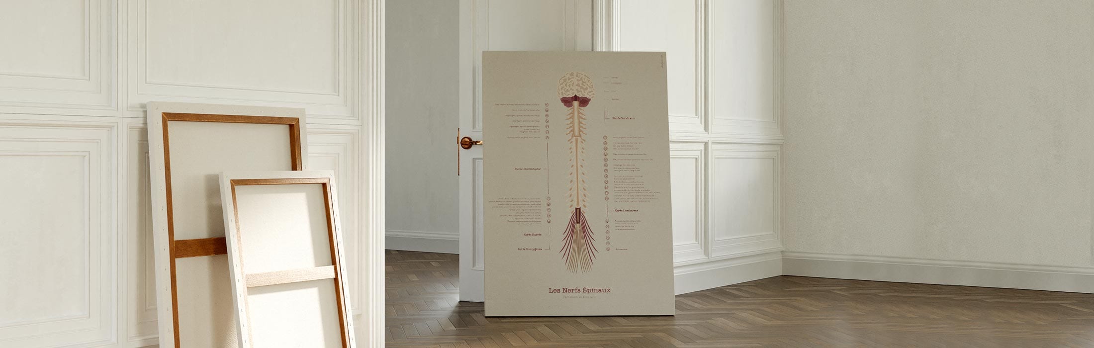 Les Nerfs Spinaux