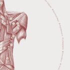 The Back Muscles anatomy chart for clinics