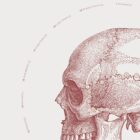 The TS-Line anatomy chart for clinics
