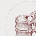 The Thoracic Vertebrae Bones Vintage Artwork