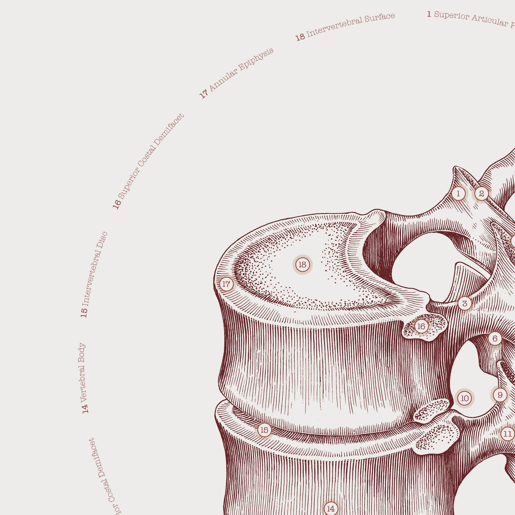 The Thoracic Vertebrae Bones Vintage Artwork