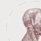 The Neck Muscles Vintage Artwork