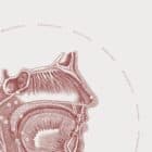 The Oral Cavity Vintage Artwork