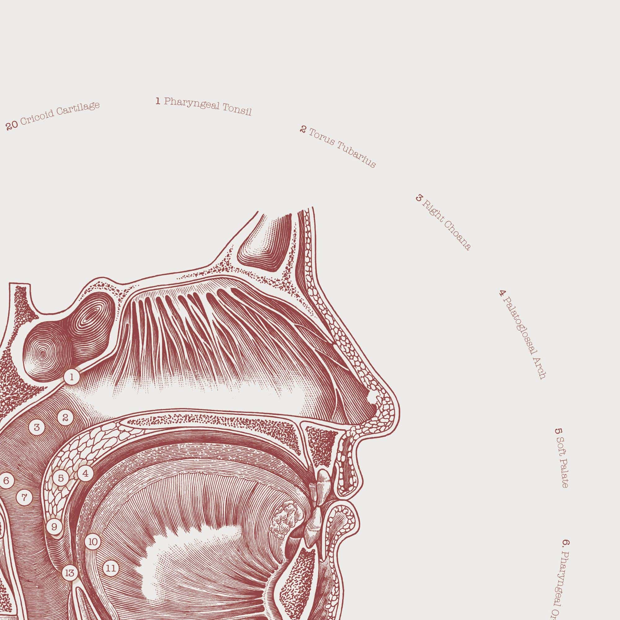 The Oral Cavity Vintage Artwork