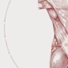 The Back Muscles anatomy chart for clinics