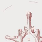The Lumbar Vertebrae anatomy chart for clinics