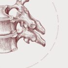 The Thoracic Vertebrae Bones Vintage Artwork