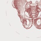 The Male Pelvis anatomy chart for clinics
