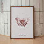 The Female Pelvis anatomy chart for clinics