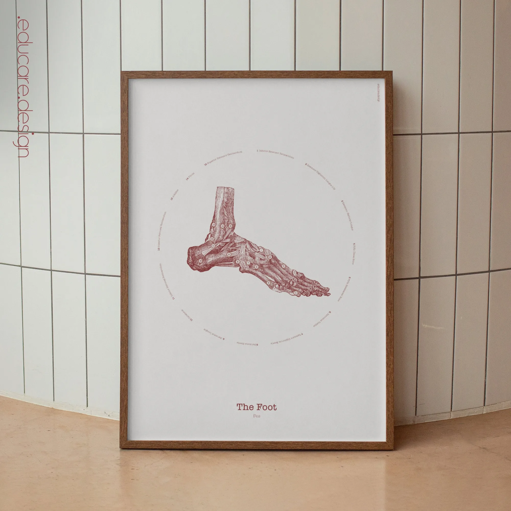 The Foot anatomy chart for clinics