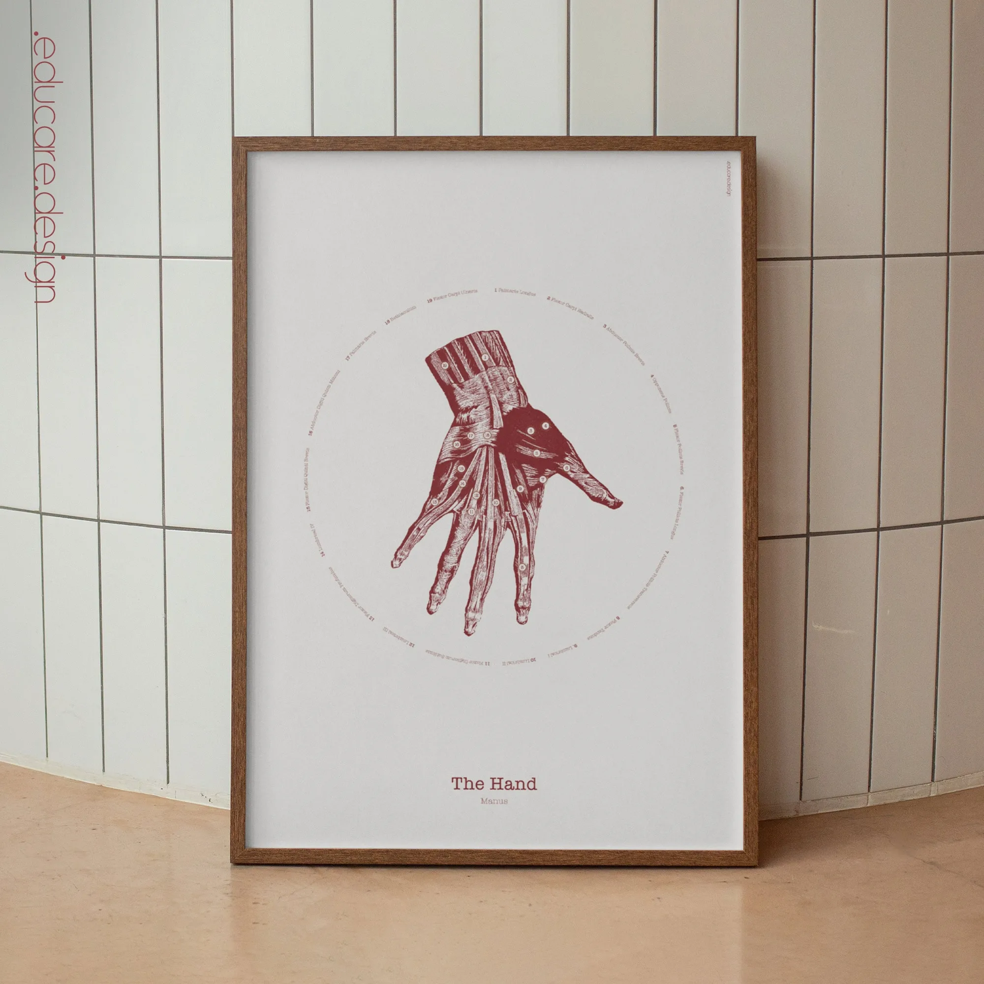 The Hand anatomy chart for clinics