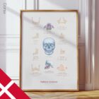 Kæbeans Anatomi og Palatinale Proces anatomidiagram til klinikker