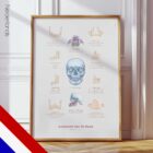 Kaakanatomie en het Palatinale Proces anatomisch diagram voor praktijken en klinieken