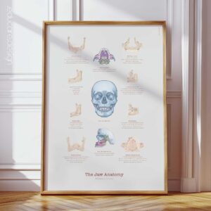 Jaw Anatomy & Palatine Process