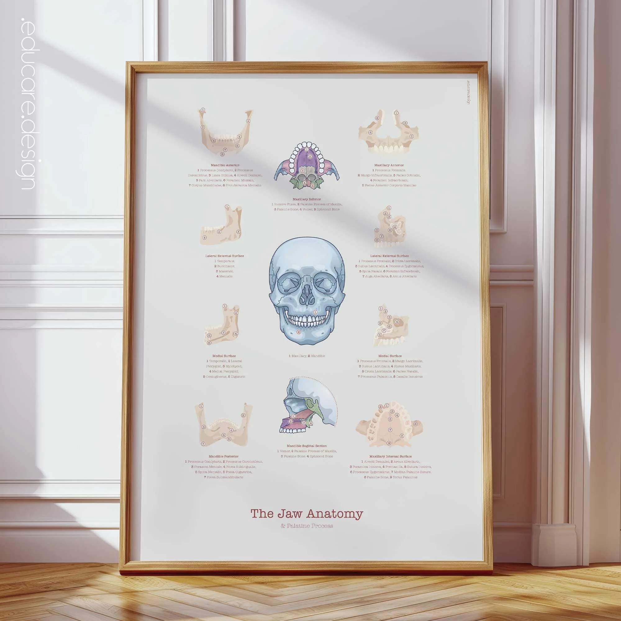 The Jaw Anatomy and Palatine Process anatomy chart for clinics