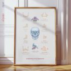 Anatomie de la Mâchoire et du Processus Palatin planche anatomique pour cabinets et cliniques