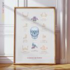 Anatomie des Kiefers und des Gaumenfortsatzes Anatomie-Chart für Praxen und Kliniken