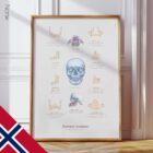 Kjeveanatomi og Palatinale Prosessen anatomidiagram for klinikker