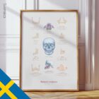 Käkens Anatomi och Palatinalutskotte anatomidiagram för kliniker
