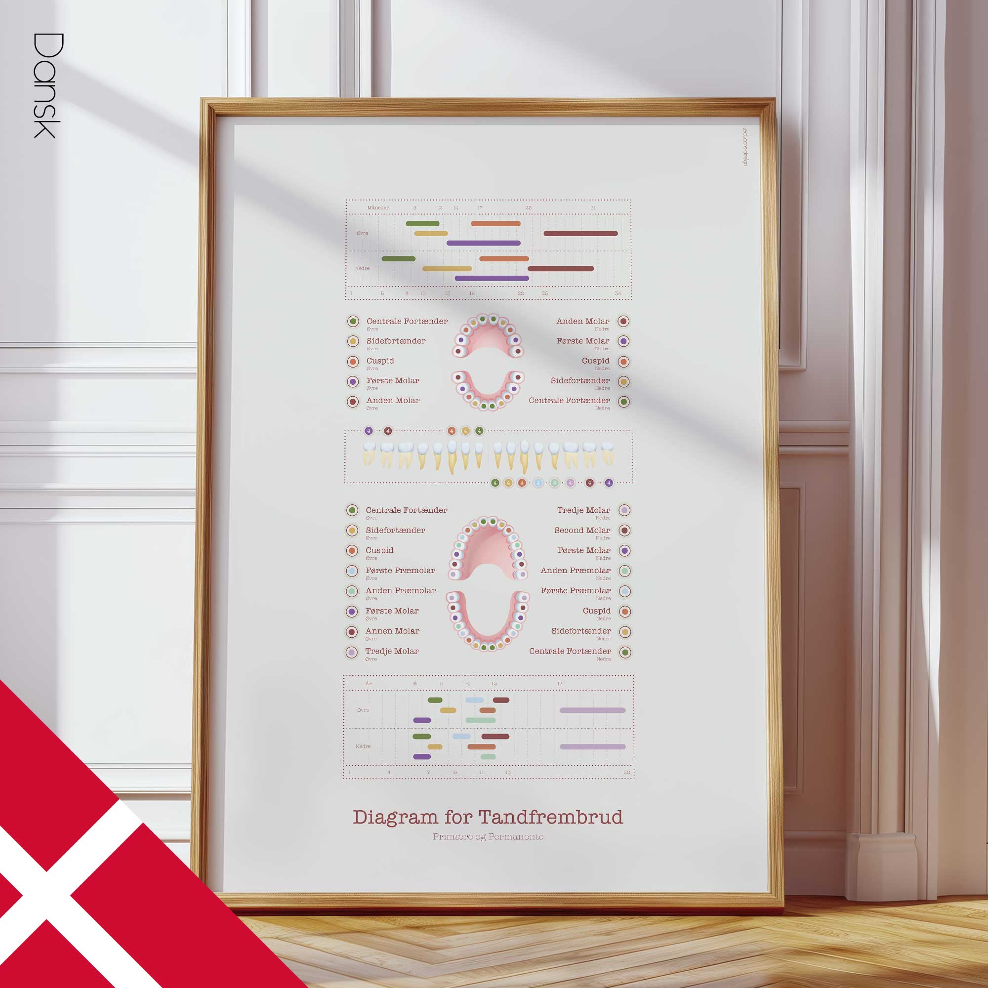 Teeth Eruption Chart