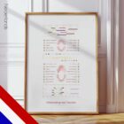 Tanddoorbraakdiagram anatomisch diagram voor praktijken en klinieken