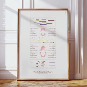 Teeth Eruption Chart