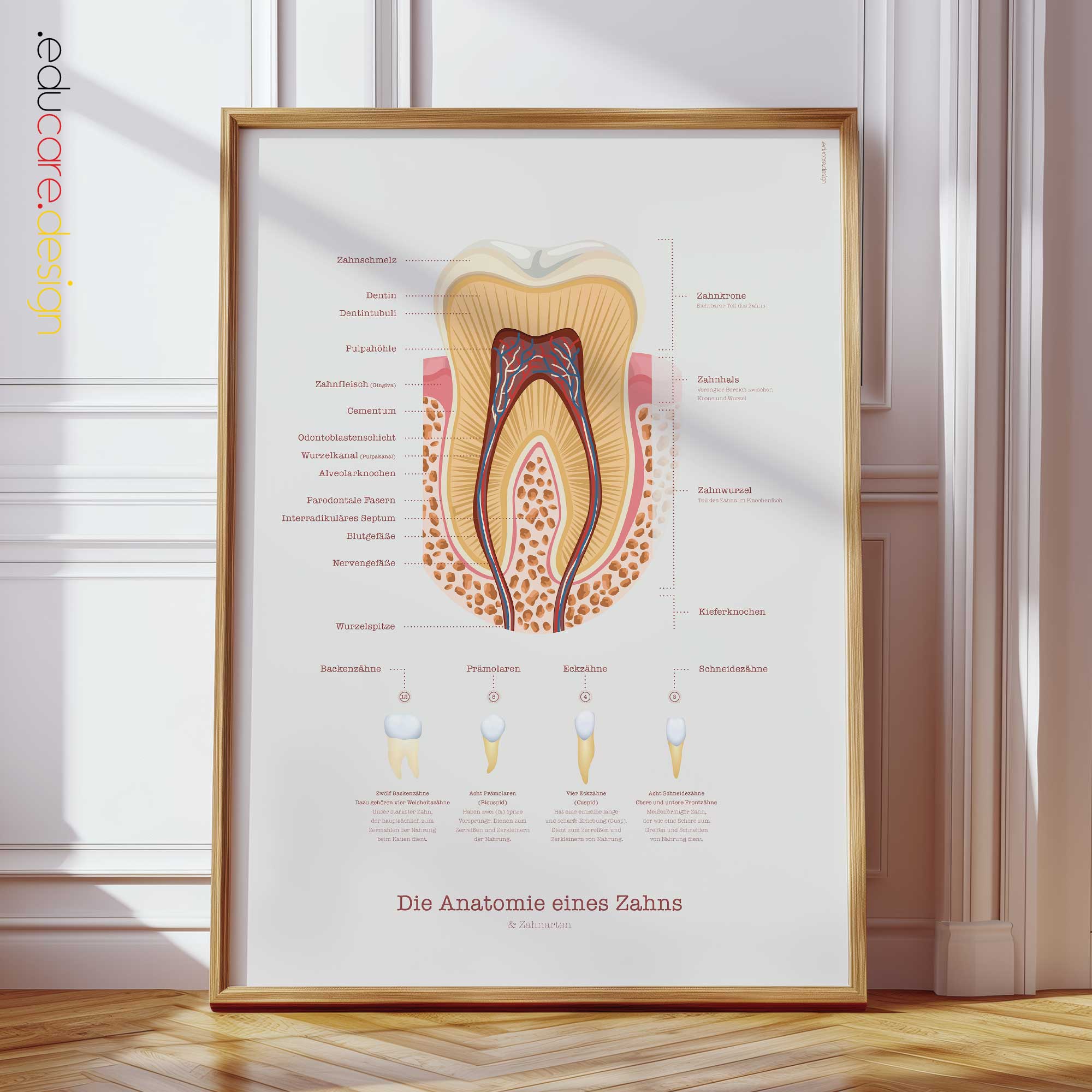 Die Anatomie eines Zahns