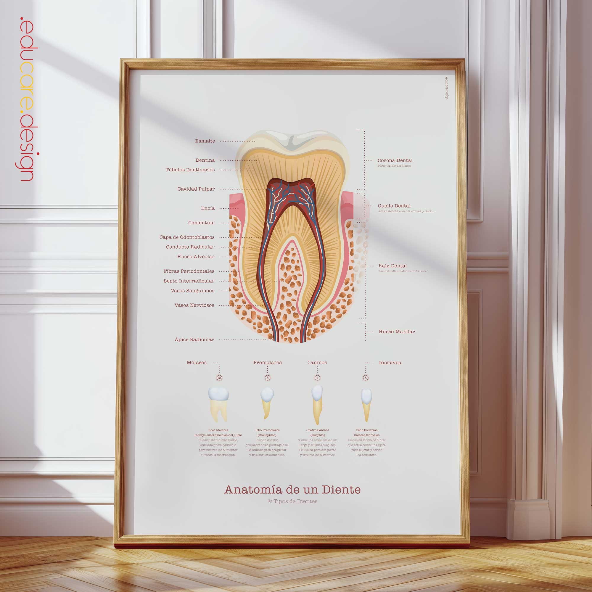 Anatomy of a Tooth Chart, Black Edition