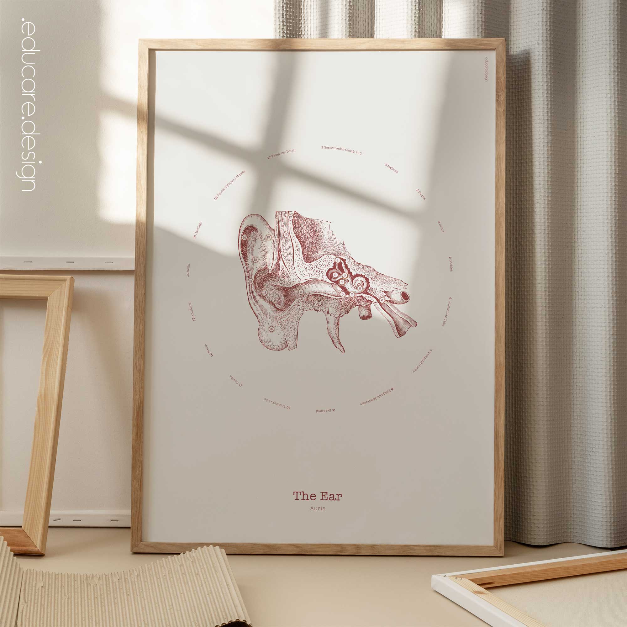 The Ear Vintage Anatomy Artwork