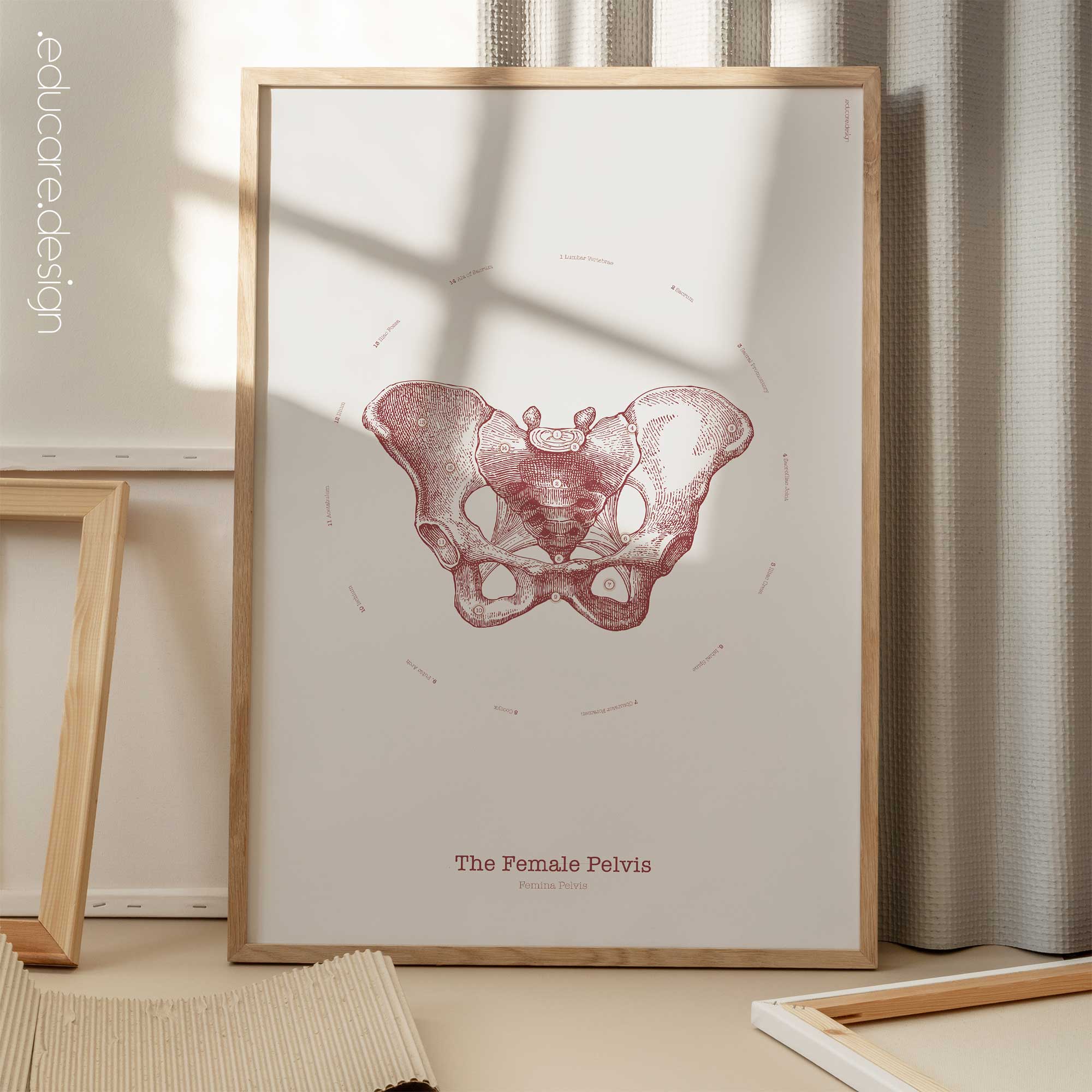 The Female Pelvis Vintage Anatomy Artwork
