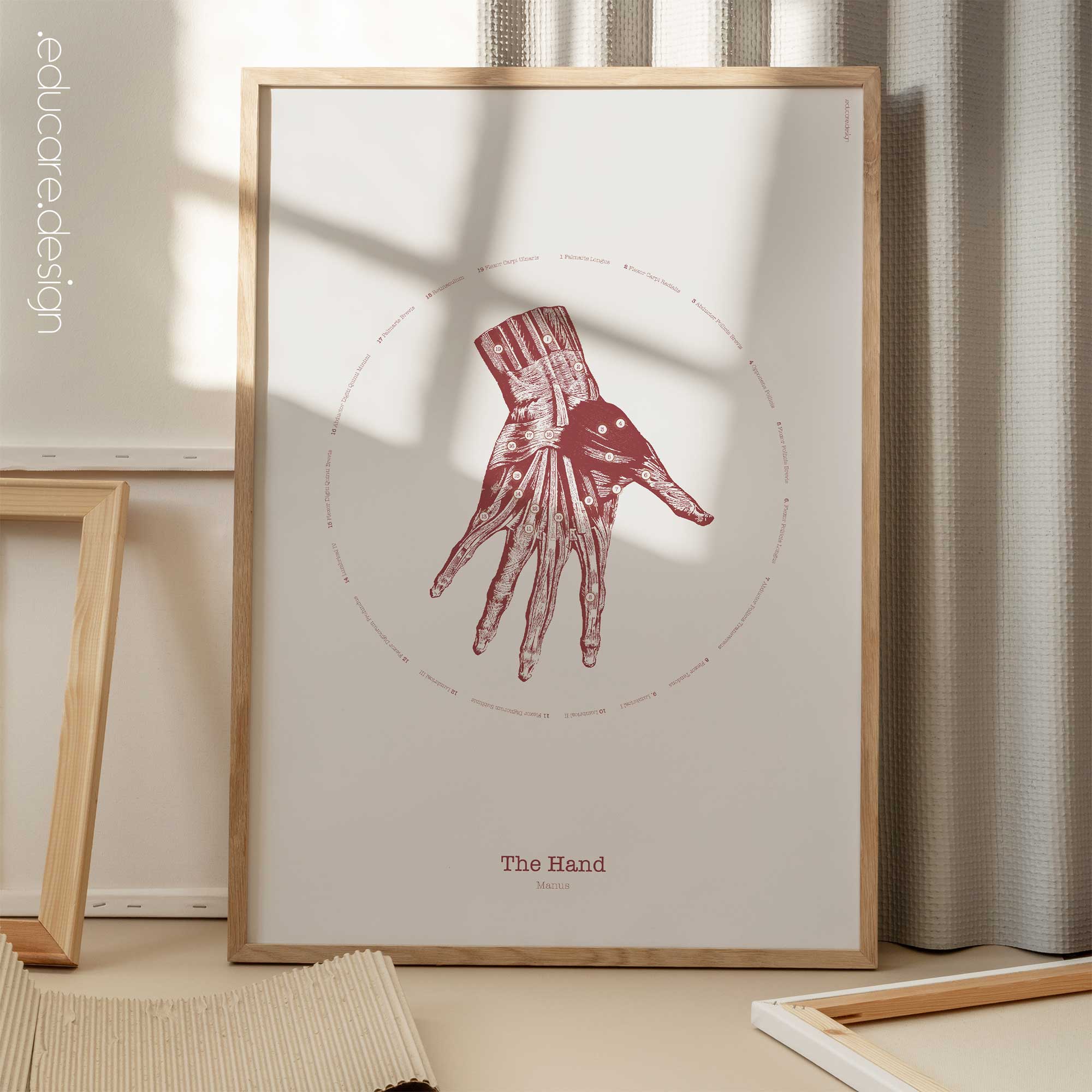 The Hand Vintage Anatomy Artwork