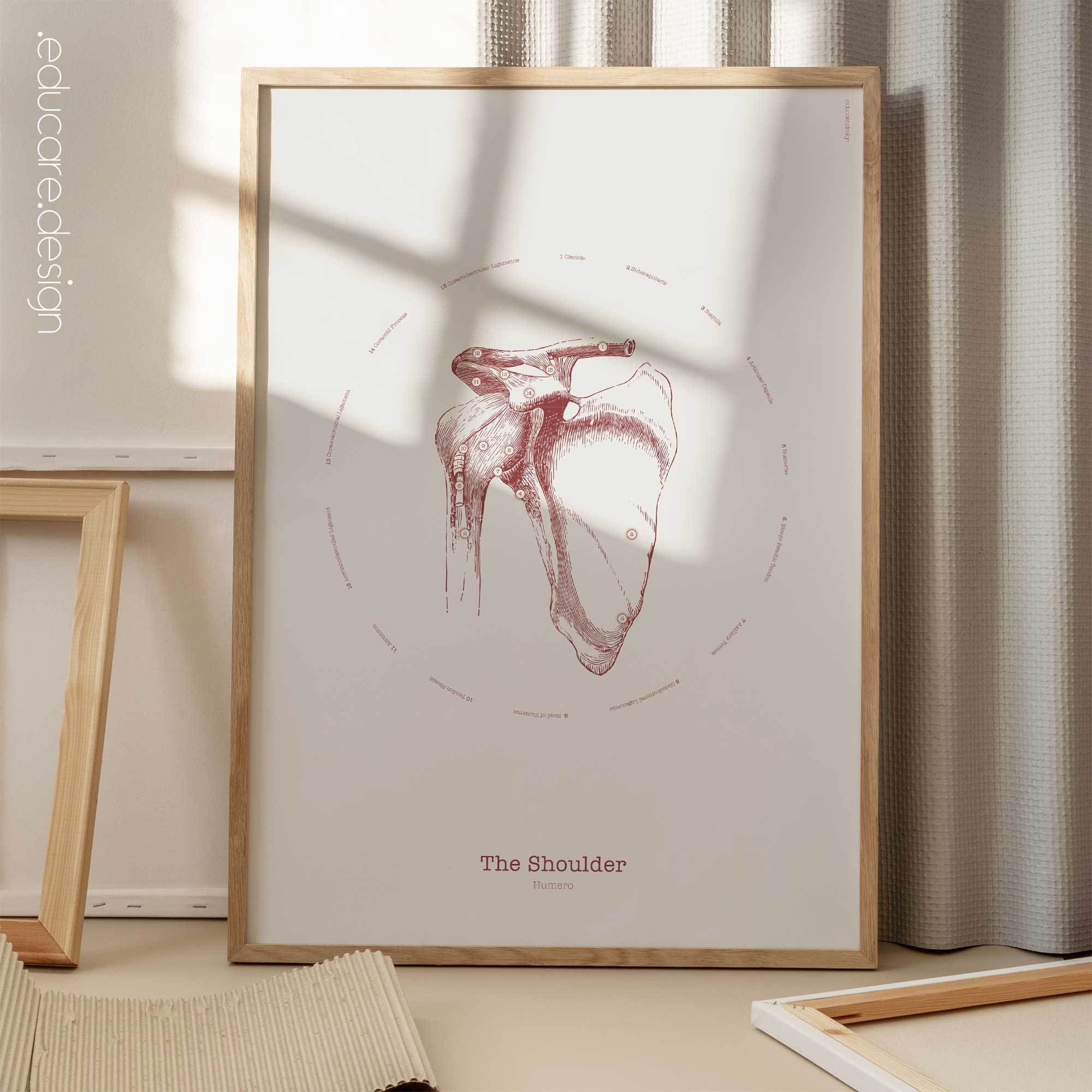 The Shoulder Vintage Anatomy Artwork