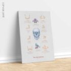 The Jaw Anatomy and Palatine Process anatomy chart for clinics