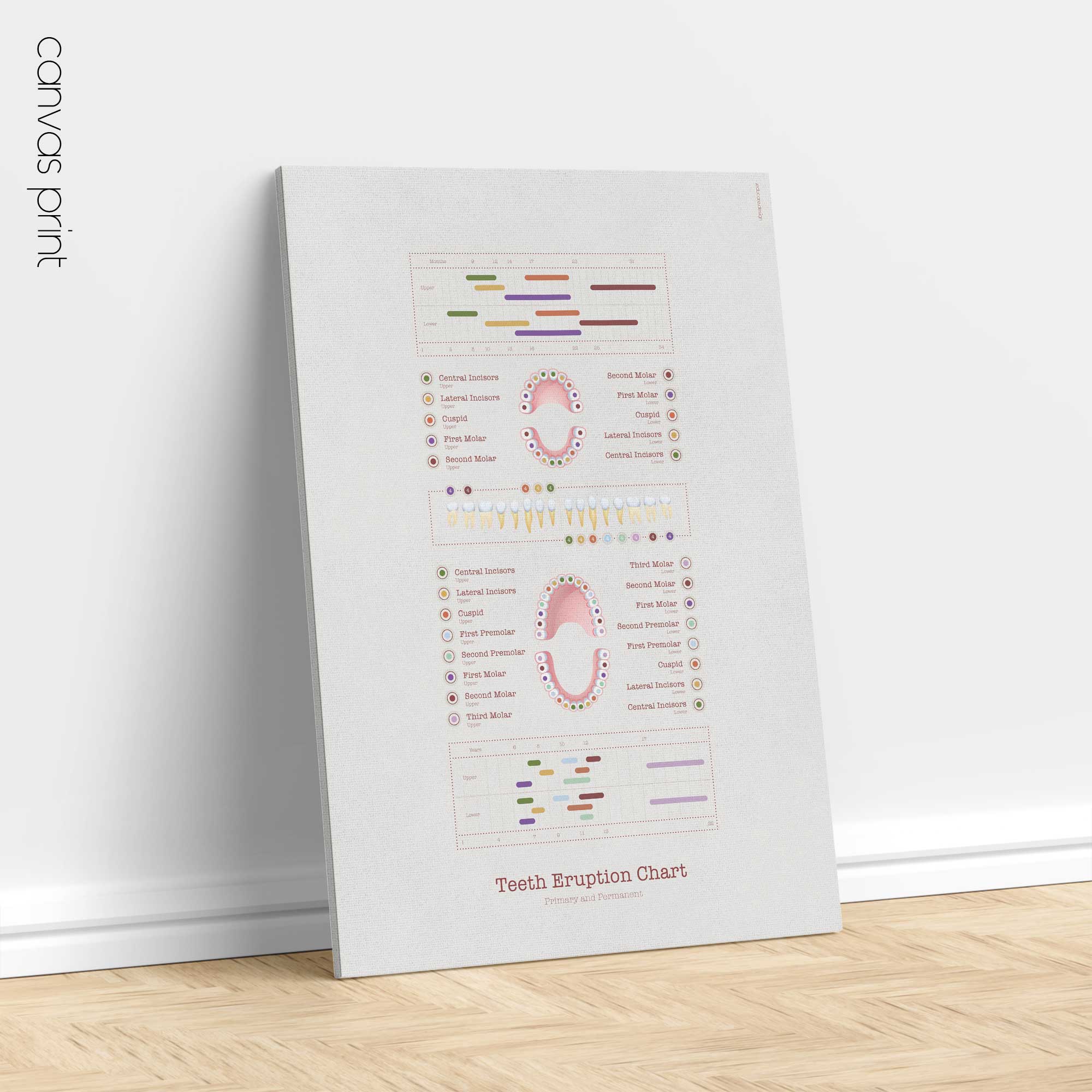 Teeth Eruption Chart