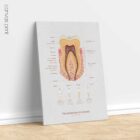 Dental Care Set anatomy chart for clinics