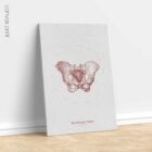 The Female Pelvis anatomy chart for clinics