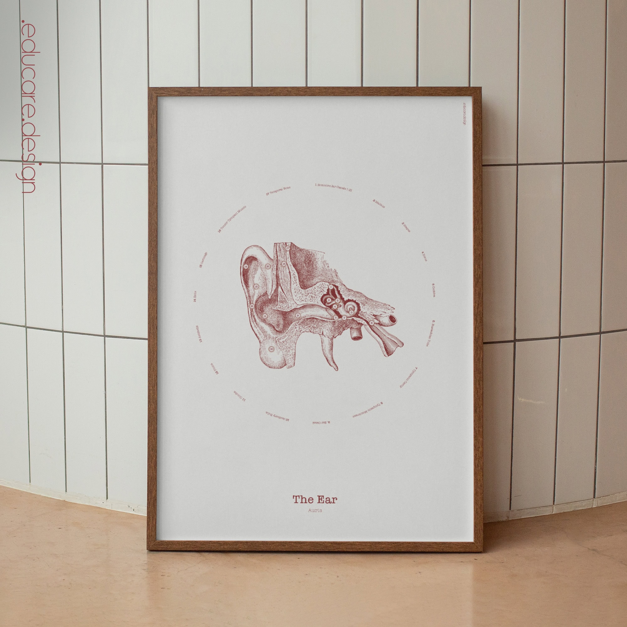 Das Ohr Vintage Anatomie Artwork