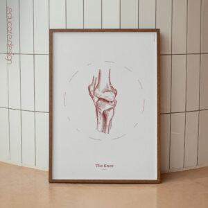 The Knee Vintage Anatomy Artwork