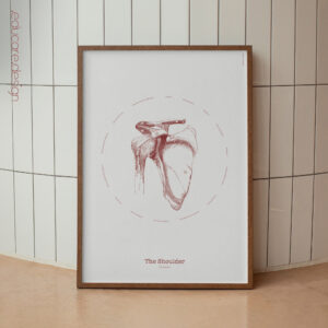The Shoulder Vintage Anatomy Artwork